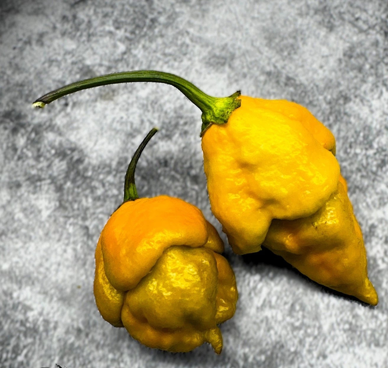 Golden Haze Horizon Pepper Seeds heirloom non-gmo seeds