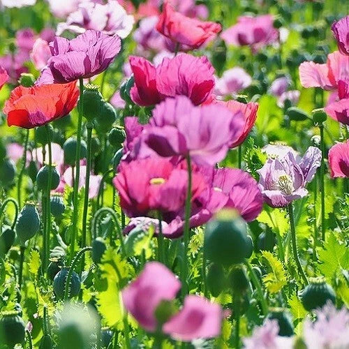 Mixed Solid Colors Papaever somniferum Poppy Flower Seeds For Planting – Heirloom, Non-GMO, High Germination Organic Garden Seeds