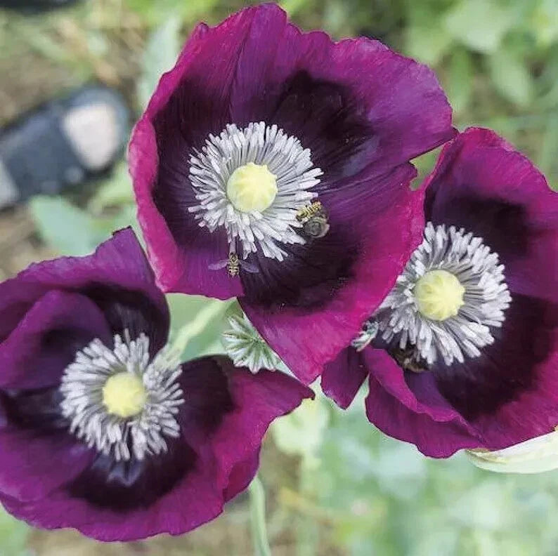 Poppy LAUREN S GRAPE Poppies PURPLE Attracts Bees Butterflies Seeds – Heirloom, Non-GMO, High Germination Organic Garden Seeds