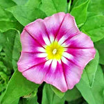 MORNING GLORY SEEDS DWARF ROSE HUMMINGBIRD MIX TRICOLOR FLOWERS VINING heirloom non-gmo seeds