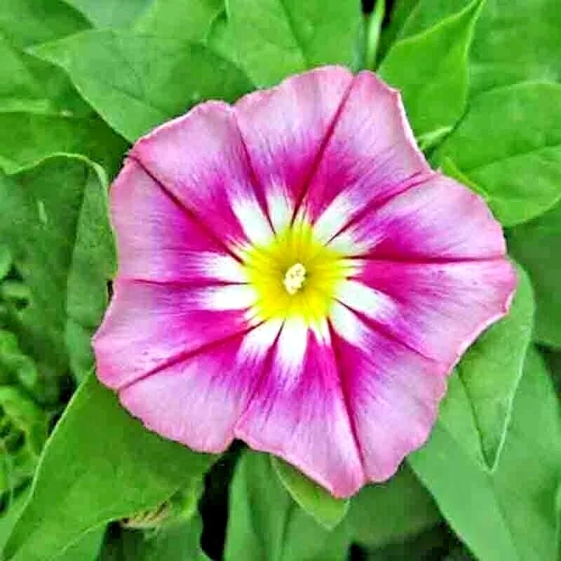 MORNING GLORY SEEDS DWARF ROSE HUMMINGBIRD MIX TRICOLOR FLOWERS VINING heirloom non-gmo seeds
