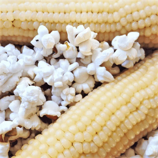 WHITE JAPANESE HULLESS POPCORN SEEDS HARVEST FOR GARDENS heirloom non-gmo seeds