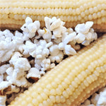 WHITE JAPANESE HULLESS POPCORN SEEDS HARVEST FOR GARDENS heirloom non-gmo seeds
