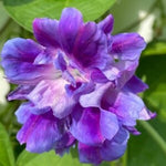Spanish Blue Eyes Morning Glory Seeds Annual Flowers Climbing Vine heirloom non-gmo seeds