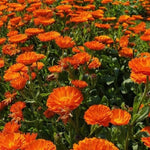 Orange Calendula Seeds Flower Gardening for Pollinator Bees & Butterflies heirloom non-gmo seeds