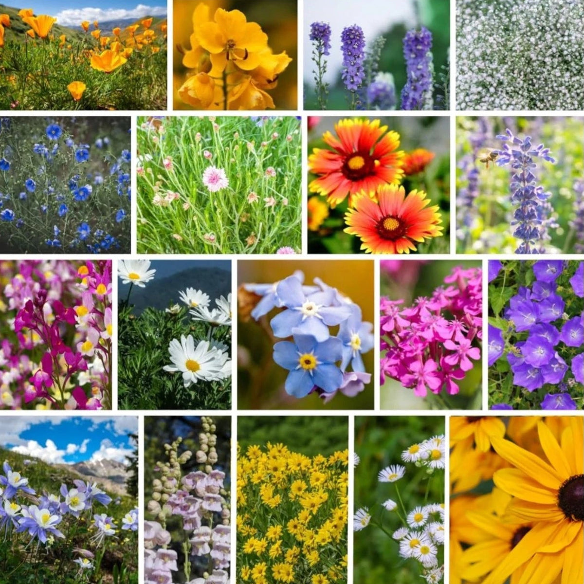 Rocky Mountain Wildflower Seeds Mix - Varieties for Vibrant Gardens Various Wildflower Species heirloom non-gmo seeds