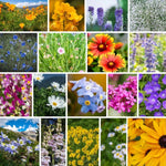 Rocky Mountain Wildflower Seeds Mix - Varieties for Vibrant Gardens Various Wildflower Species heirloom non-gmo seeds