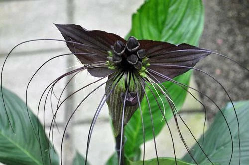Tacca chantrieri Black Bat Flower Cat s Whiskers Seeds heirloom non-gmo seeds