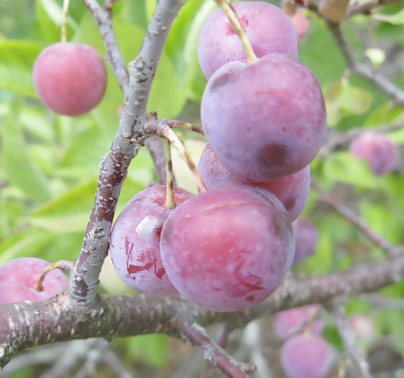 Beach Plum Prunus maritima Shrub Seeds Showy Edible Hardy heirloom non-gmo seeds