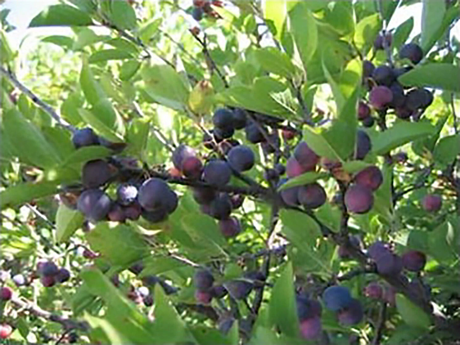 Beach Plum Prunus maritima Shrub Seeds Showy Edible Hardy – Heirloom, Non-GMO, High Germination Organic Garden Seeds