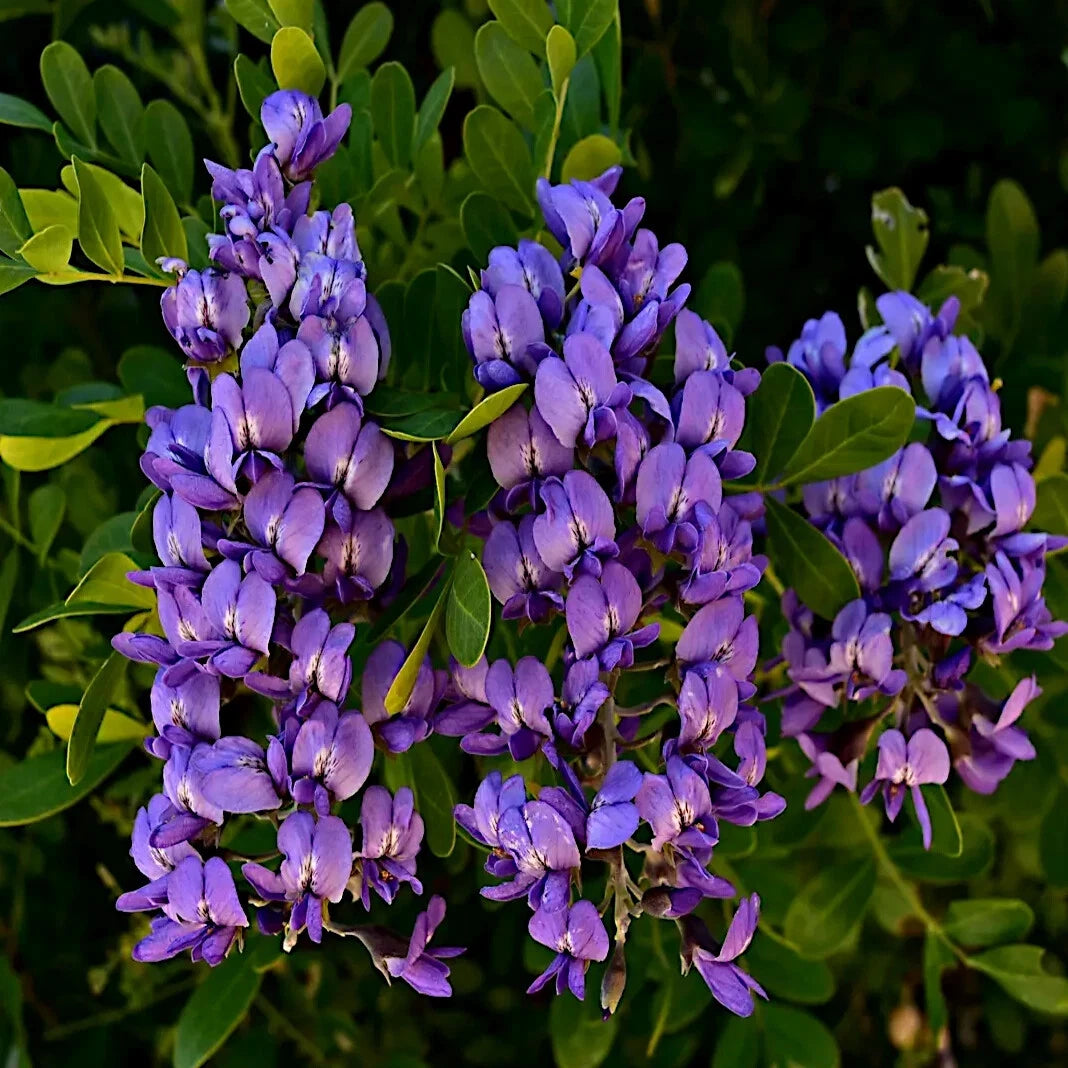 TEXAS MOUNTAIN LAUREL FLOWER TREE SEEDS Sophora Secundiflora Mescal Bean heirloom non-GMO seeds