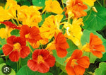 Dwarf Jewel Mix Nasturtium Edible Flower Seeds Gift Seeds w Every Order Tropaeolum majus heirloom non-gmo seeds