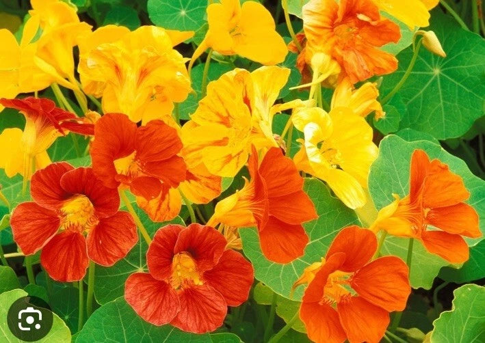 Dwarf Jewel Mix Nasturtium Edible Flower Seeds Gift Seeds w Every Order Tropaeolum majus heirloom non-gmo seeds
