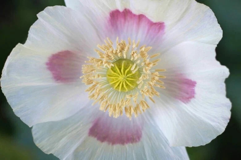 Blue Moon Poppy Seeds P Somniferum - Off White Blooms With Purple Eyes – Heirloom, Non-GMO, High Germination Organic Garden Seeds