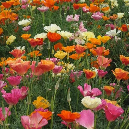 California Poppy MISSION BELLS MIX Brilliant Colors Meadow Seeds Papaver sp. heirloom non-GMO seeds