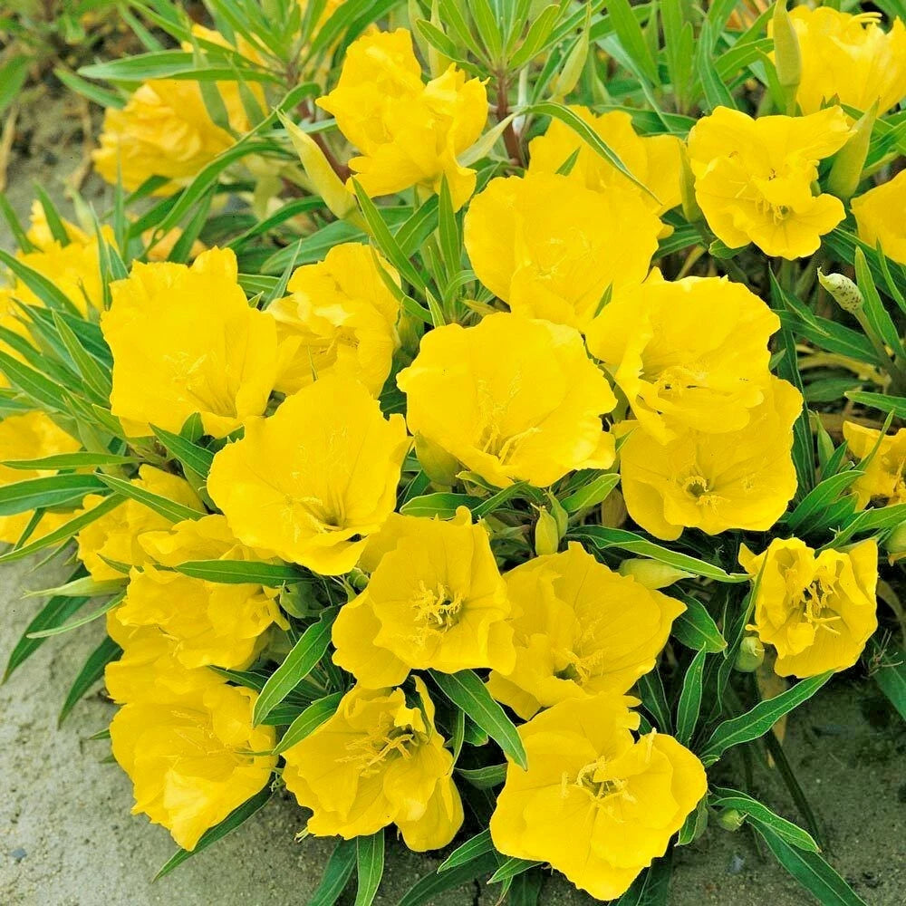 Dwarf MISSOURI EVENING PRIMROSE Flower Seeds Drought Groundcover Container heirloom non-GMO seeds
