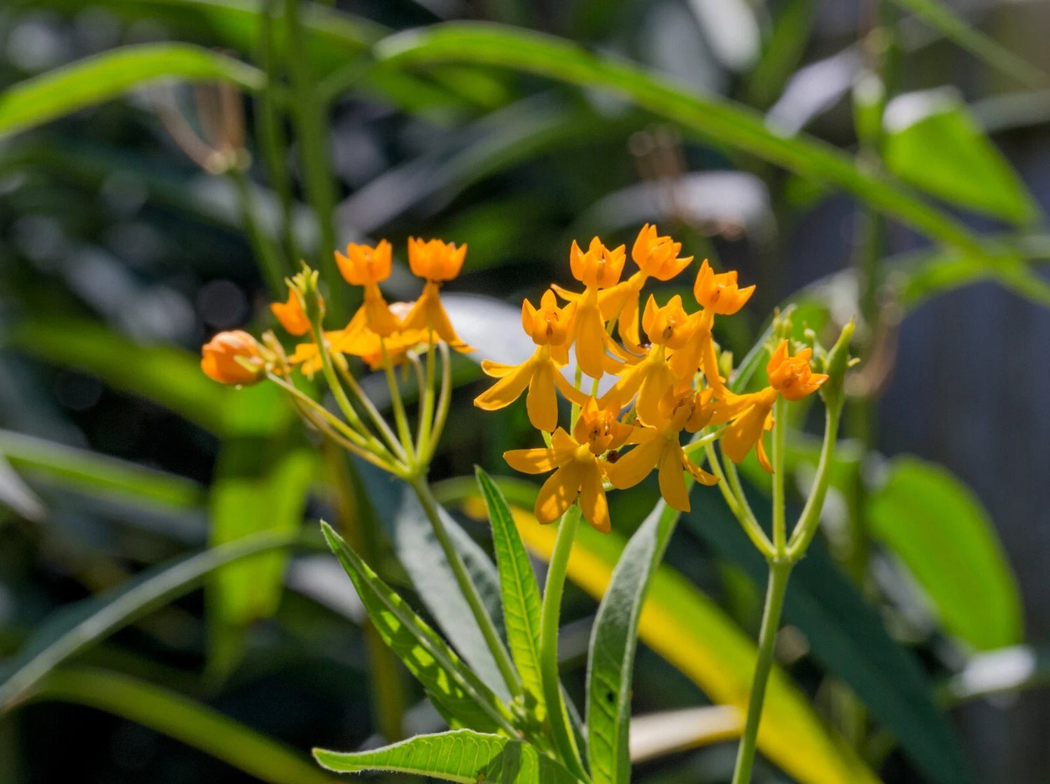 Seeds Yellow Asclepias tuberosa Milkweed live plants Monarch Butterflies – Heirloom, Non-GMO, High Germination Organic Garden Seeds