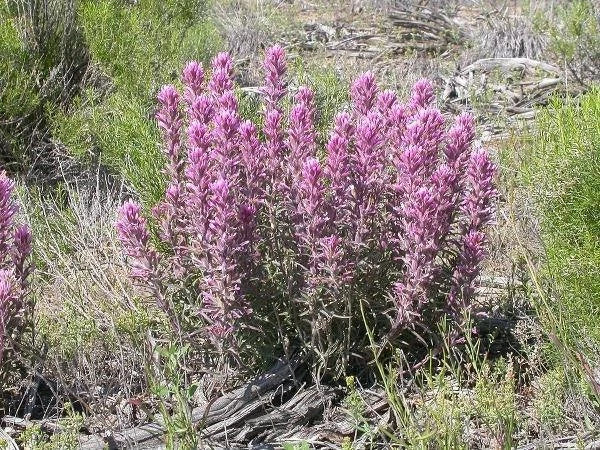 Castilleja angustifolia Desert Indian Paintbrush Seeds – Heirloom, Non-GMO, High Germination Organic Garden Seeds