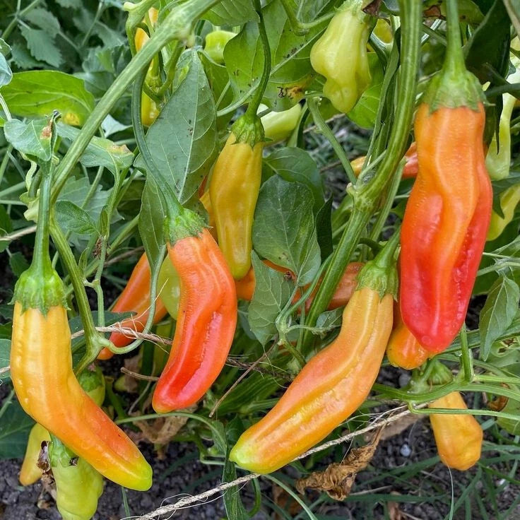 Peruvian Aji Orange Pepper seeds FLORIDA GROWN RARE – Heirloom, Non-GMO, High Germination Organic Garden Seeds