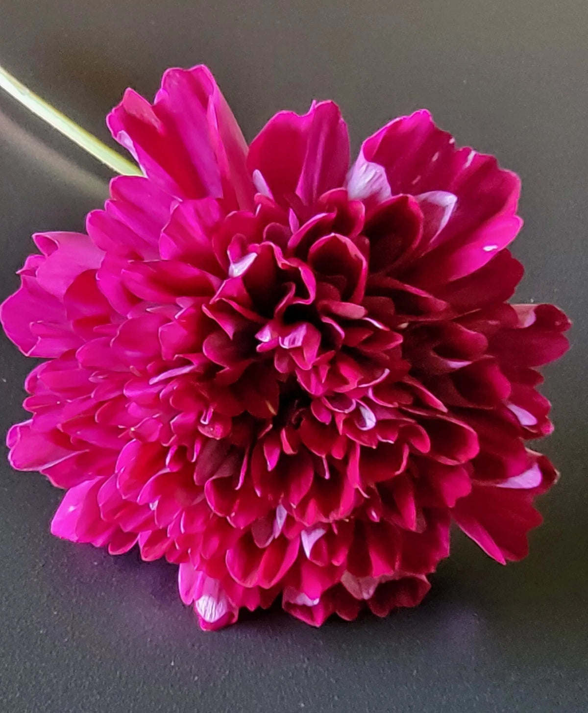 Cosmos Double Click Cranberry seeds heirloom non-gmo seeds
