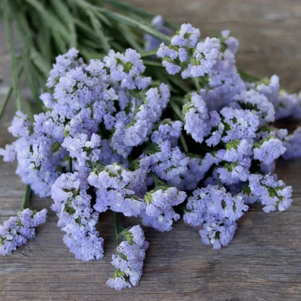 STATICE BLUE Limonium Sinuatum Blue River Seeds – Heirloom, Non-GMO, High Germination Organic Garden Seeds