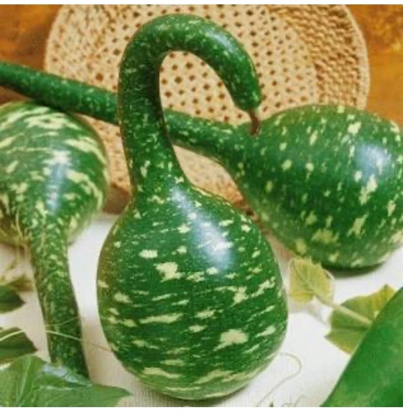 Gourd Seeds Speckled Swan Vegetables seeds Seller heirloom non-GMO seeds