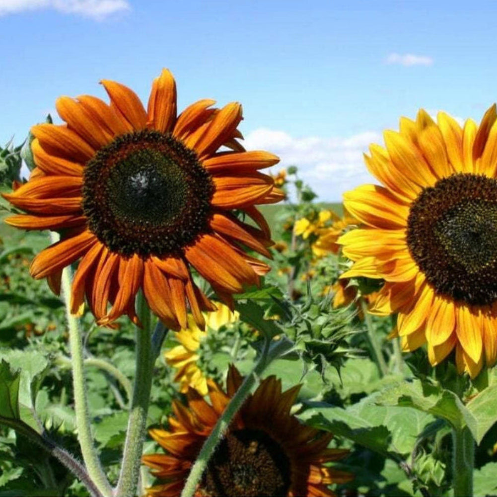 Sunflower Autumn Beauty - Seeds - Fall Colors - Medicinal Culinary – Heirloom, Non-GMO, High Germination Organic Garden Seeds