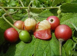 Muntingia calabura Jamaican Cherry Panama Berry Seeds heirloom non-gmo seeds