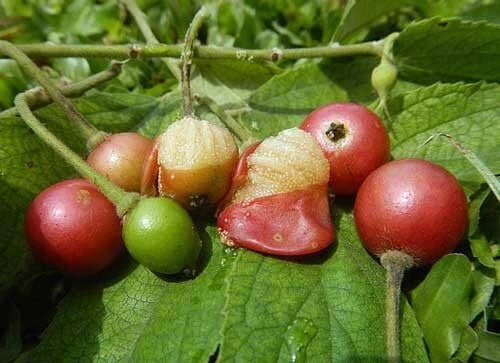 Muntingia calabura Jamaican Cherry Panama Berry Seeds heirloom non-gmo seeds