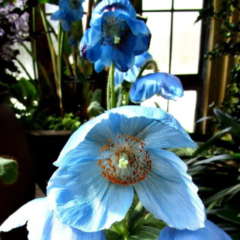 Blue Himalayan Meconopsis Poppy Seeds For Planting Huge Flowers – Heirloom, Non-GMO, High Germination Organic Garden Seeds
