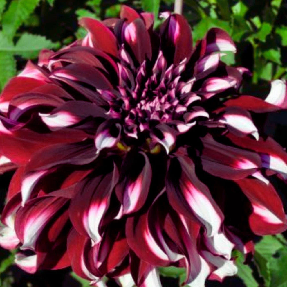 Tartan Dahlia Perennial Seeds D050 heirloom non-gmo seeds