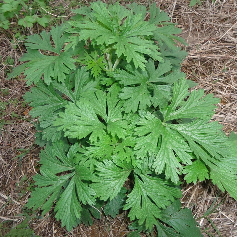 Mugwort Seeds Artemsia-Vulgaris Herbs Garden Seeds heirloom non-GMO seeds
