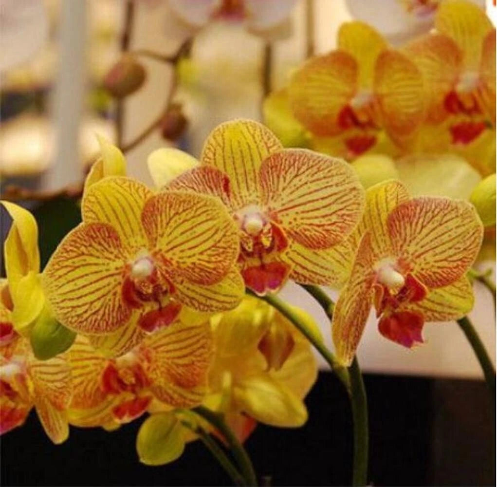 for Orange Yellow ORCHID rare flower exotic house plant Seller heirloom non-gmo seeds