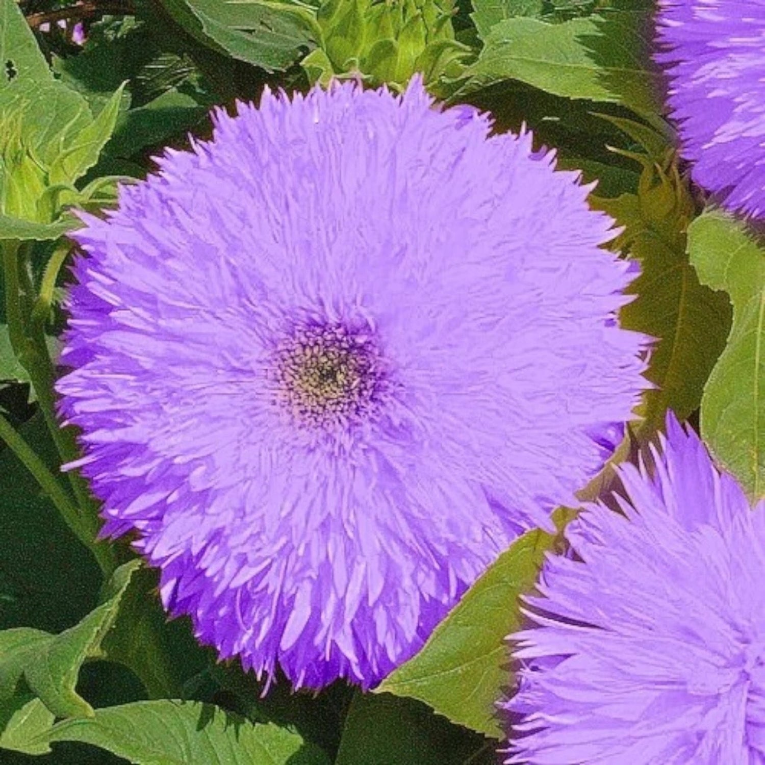 Rare Purple Teddy Bear Sunflower Seeds for Planting – Heirloom, Non-GMO, High Germination Organic Garden Seeds