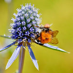 ERYNGIUM PLANUM Seeds Blue Sea Holly Perennial House Plant Flower Seeds heirloom non-gmo seeds