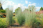 BIG BLUESTEM Seeds Native Tall Grass Prairie Ornamental Drought Heat Cold heirloom non-GMO seeds