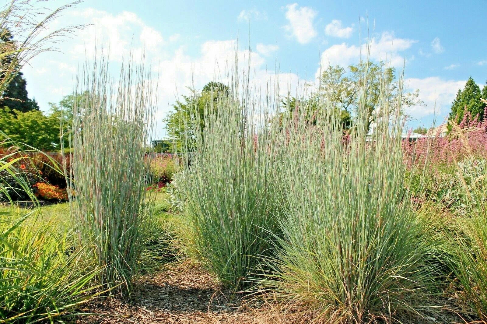 BIG BLUESTEM Seeds Native Tall Grass Prairie Ornamental Drought Heat Cold heirloom non-GMO seeds