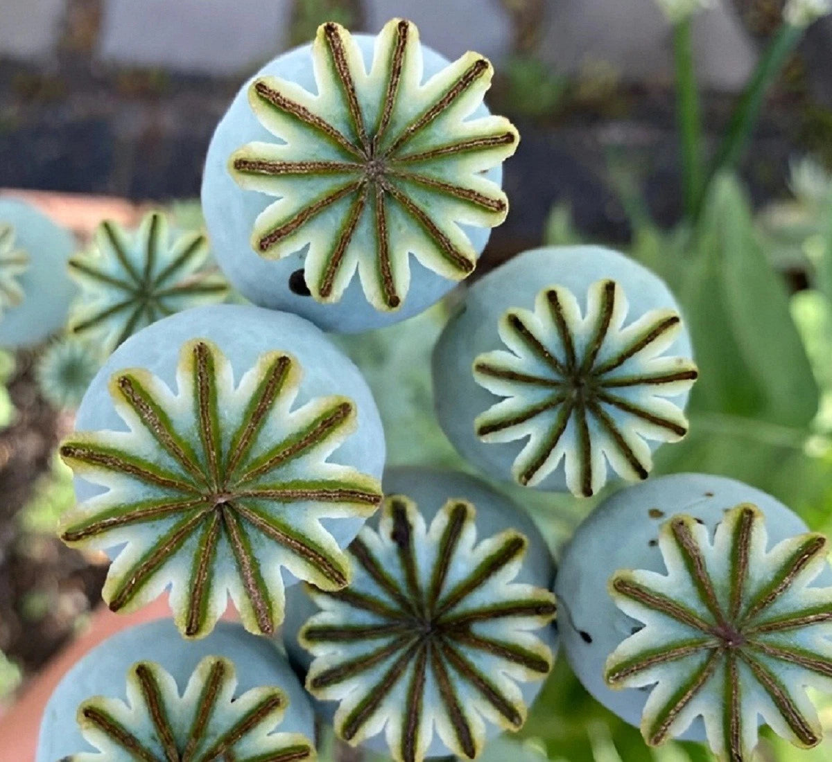 Giganteum Papaever Somniferum Poppy Seeds Grow Huge Flowers & Pods Papaver sp. heirloom non-gmo seeds