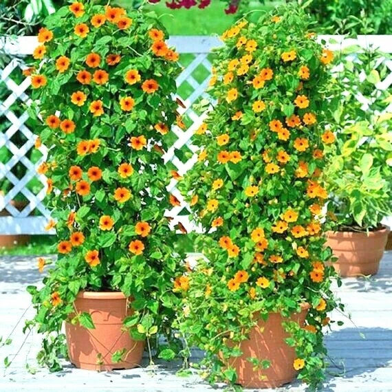 BLACK EYED SUSAN VINE Flower Seeds Flowering Vine Garden Patio Container Easy heirloom non-gmo seeds