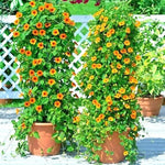 BLACK EYED SUSAN VINE Flower Seeds Flowering Vine Garden Patio Container Easy heirloom non-gmo seeds