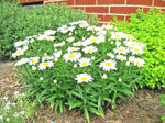 SILVER PRINCESS Seeds Dwarf Shasta Daisy Cut Flowers Container Garden Easy Bellis perennis heirloom non-gmo seeds