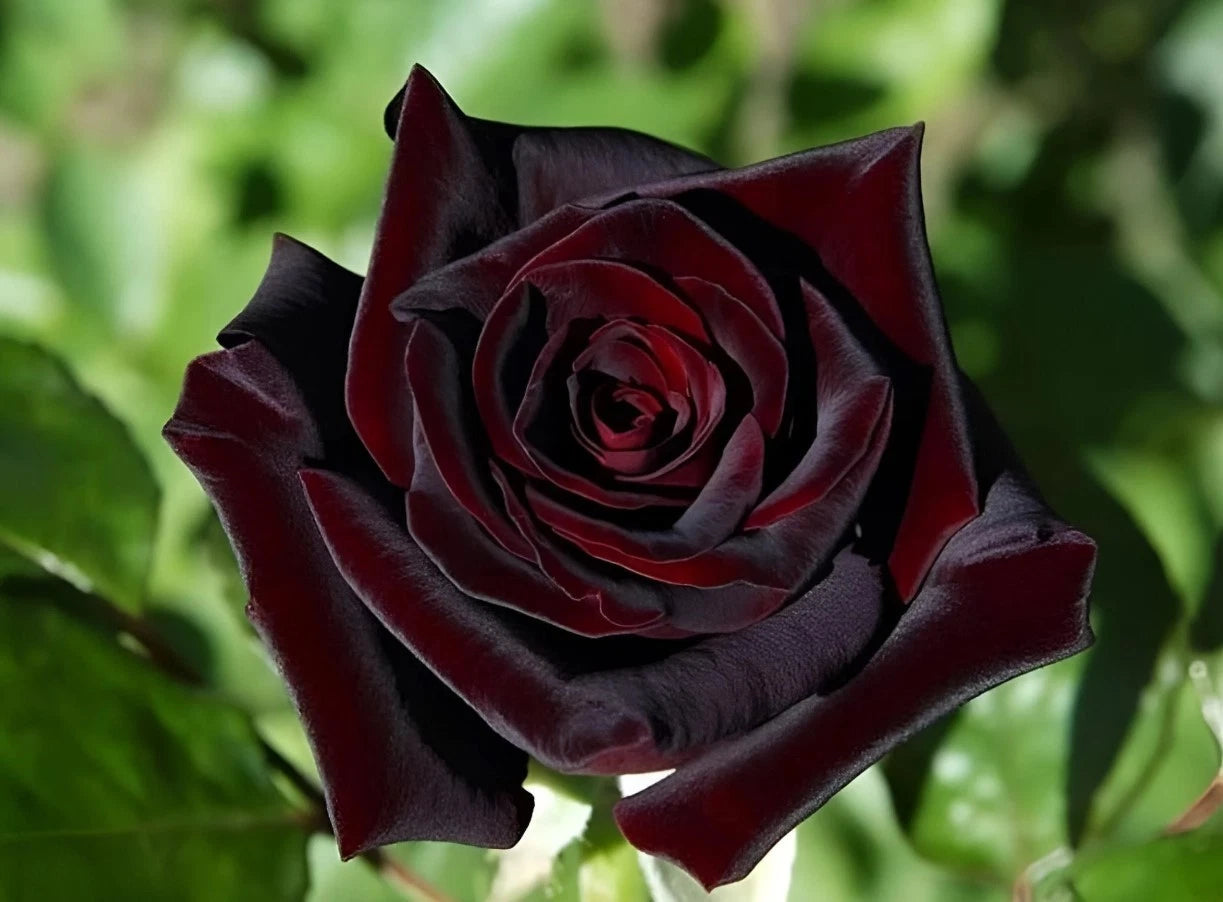 Red Black Rose Seeds - Seeds - Rose Flower Gardening heirloom non-GMO seeds