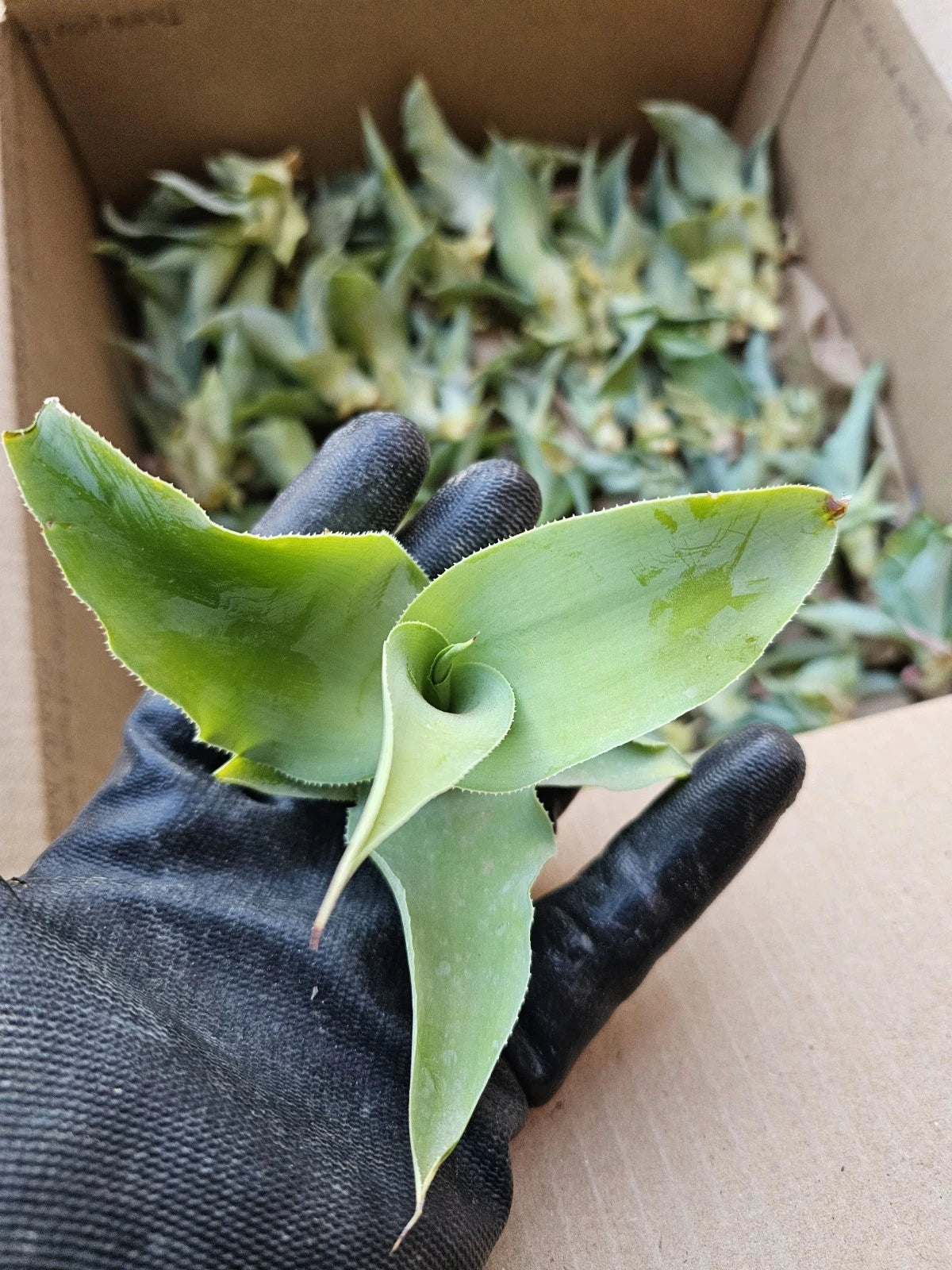 Agave Vilmoriniana Seeds Aka Amolé & Octupus Agave – Heirloom, Non-GMO, High Germination Organic Garden Seeds