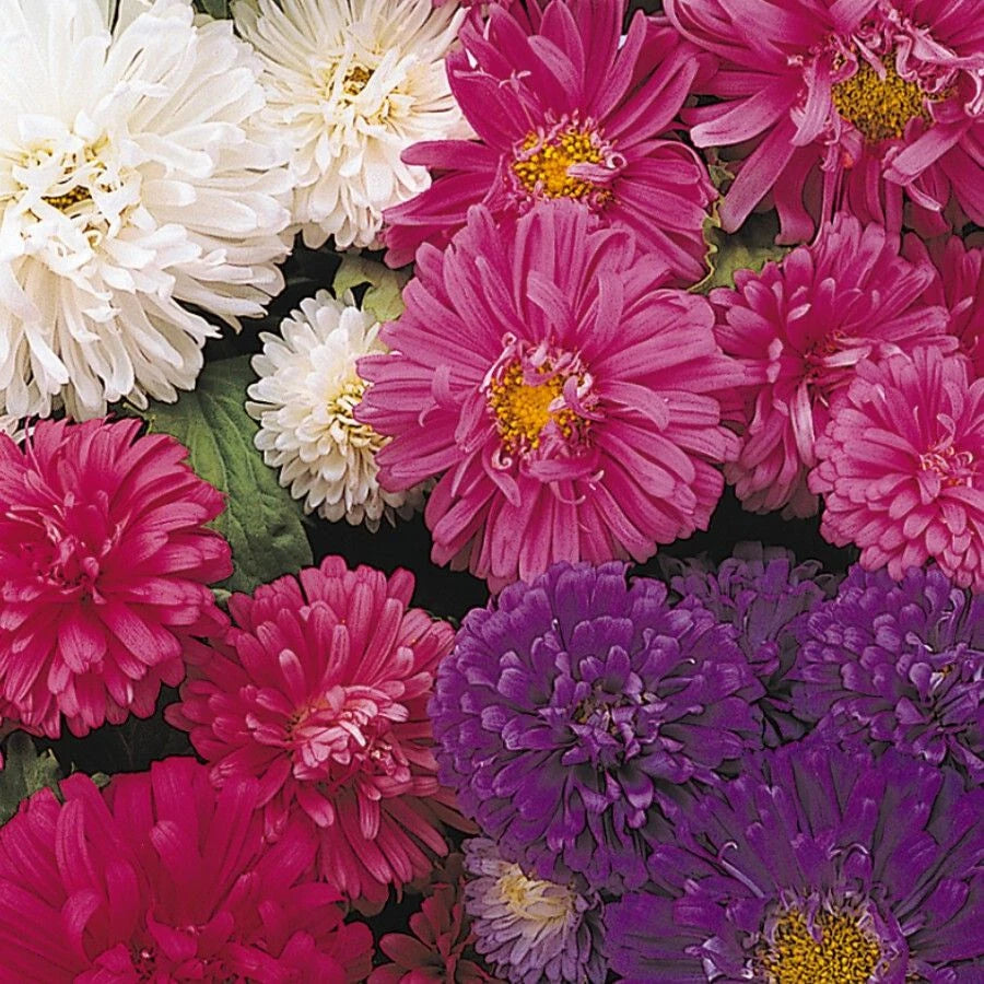 ASTER MILADY MIX Callistephus Dwarf tall flowers Seeds – Heirloom, Non-GMO, High Germination Organic Garden Seeds