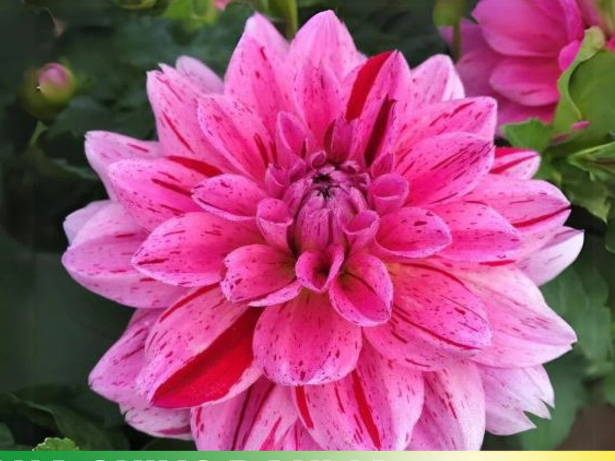 Cherish Dahlia Perennial Flower Seeds D030 heirloom non-gmo seeds