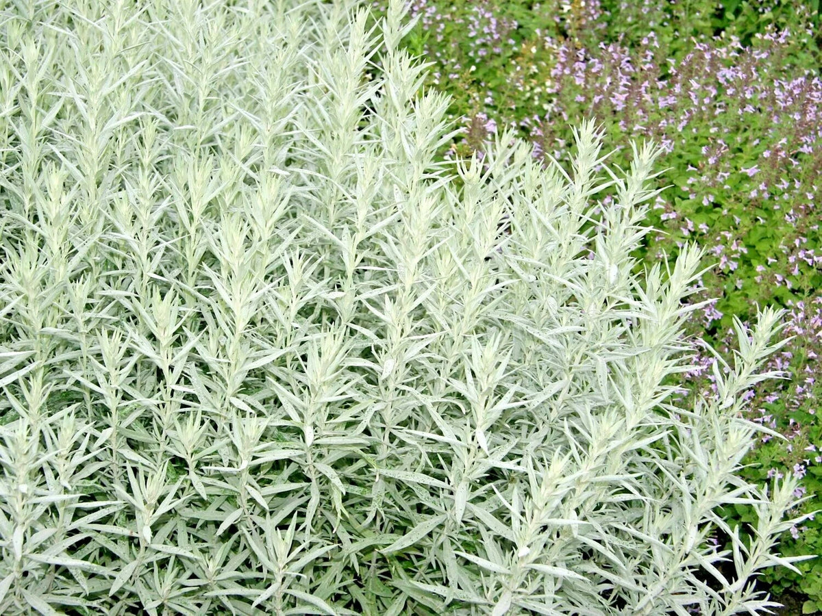 PRAIRIE SAGE Flower seeds White Sagebrush Perennial Native Wildflower smudge Various Wildflower Species heirloom non-GMO seeds