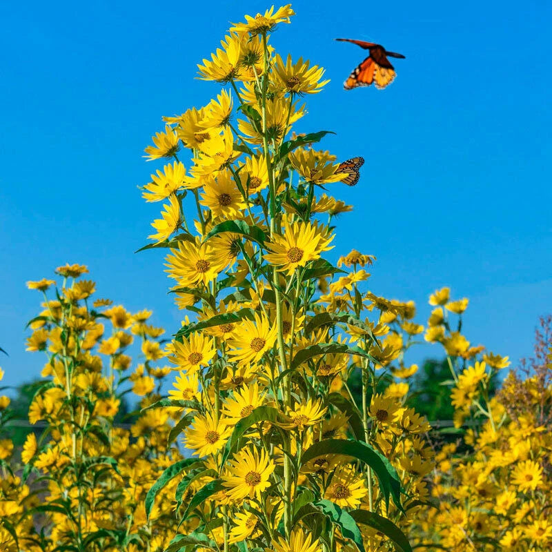 Sunflower Seeds MAXIMILIAN Perennial Flowers Butterflies Helianthus annuus heirloom non-GMO seeds