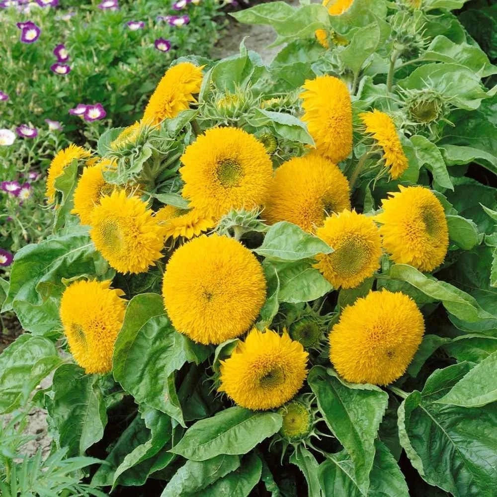 DOUBLE DWARF SUNFLOWER SEEDS -- DWARF TEDDY BEAR --- SUNGOLD Helianthus annuus heirloom non-GMO seeds
