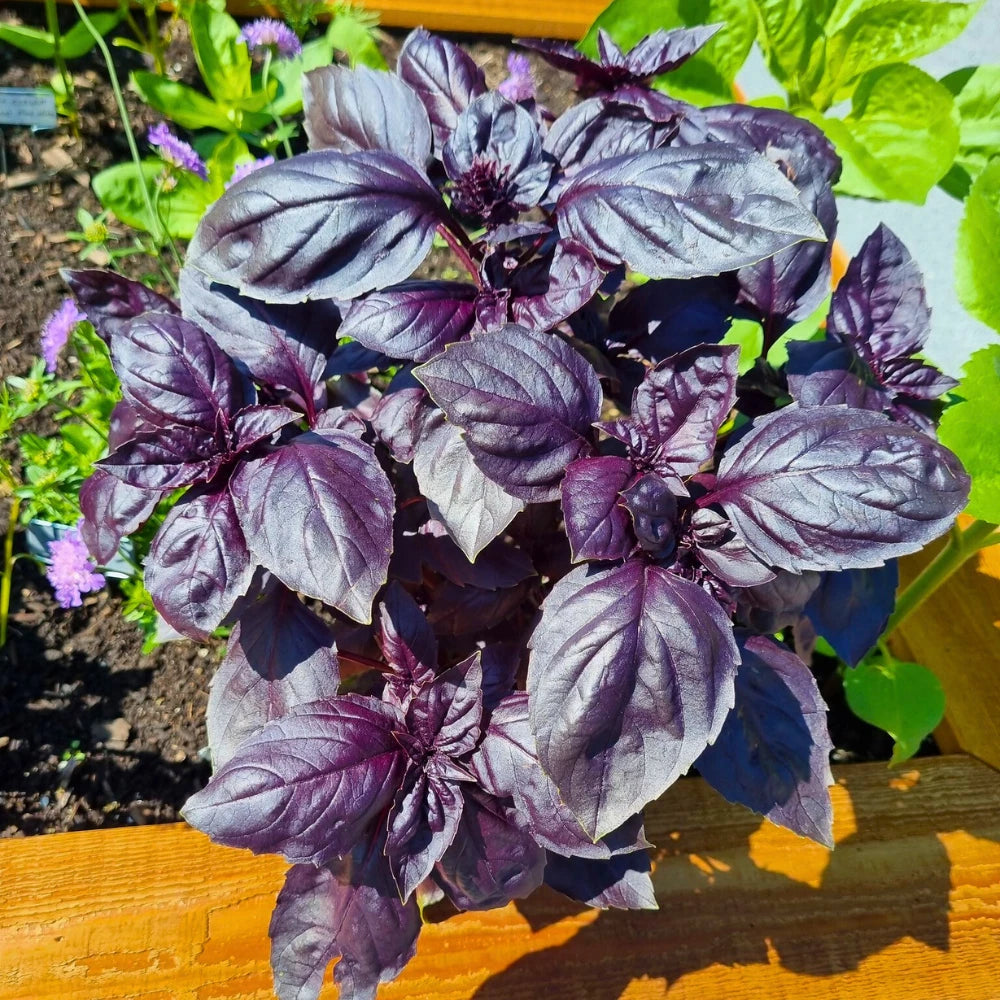 Dark Opal Basil Seeds Purple Basil Herb Seeds Purple Basil Seeds heirloom non-gmo seeds