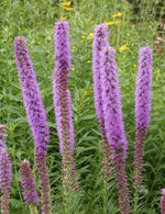 Thickspike Gayfeather Flower Seeds Prairie Blazingstar heirloom non-gmo seeds